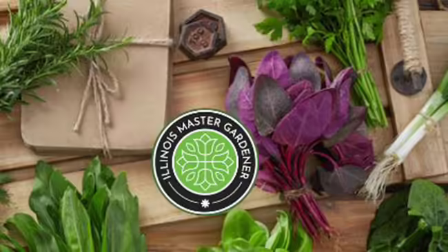 Herbs in a kitchen on cutting boards