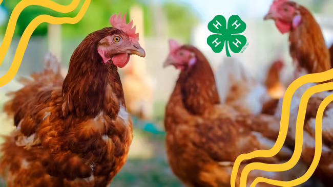 red-feathered chickens