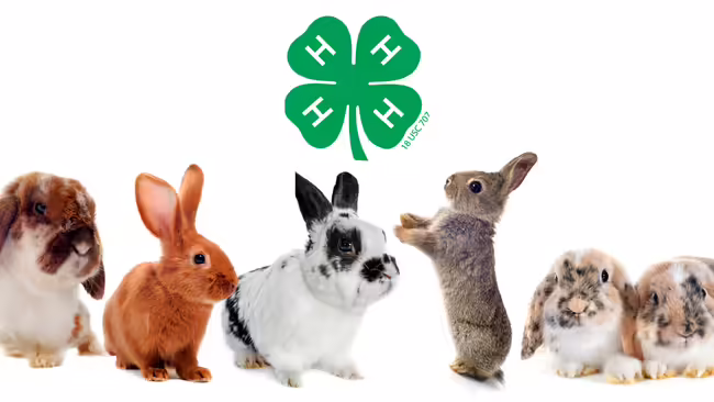 different breeds of rabbits