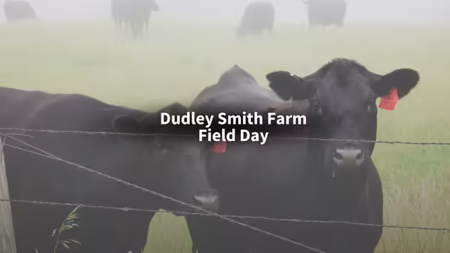 Black Angus cows standing in grassy field near wire fence.
