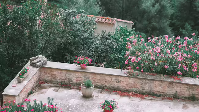 An outdoor garden
