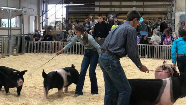 4-H members showing their swine in the showring