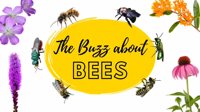various bees and flowers