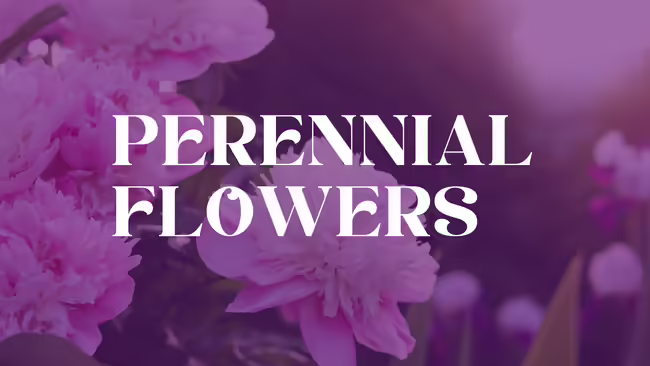 Perennial Flowers