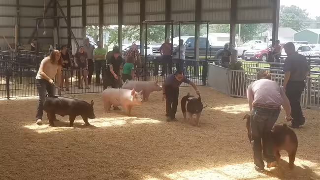 Stark 4-H members showing their pigs in the show ring.