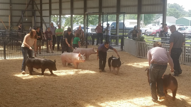 Stark 4-H members showing their pigs in the show ring. 