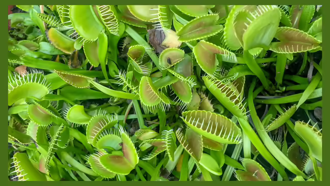 venus fly trap plant
