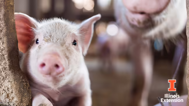 Piglet