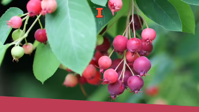 Serviceberries growing.