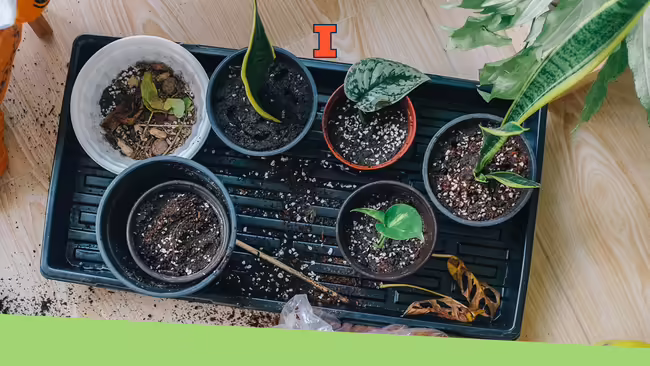Plant cuttings added to soil in a flower pot sitting in a plant tray.