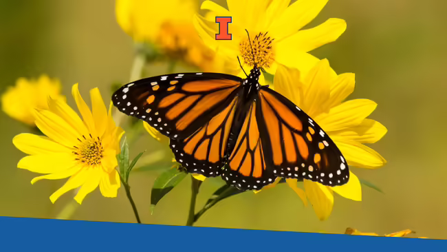 A monarch butterfly feeding from a yellow plant.