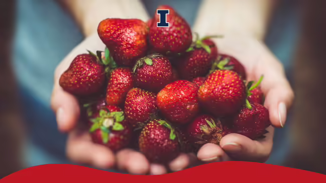 Hands together holding a bunch of strawberries.