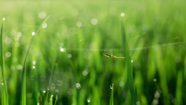 A closeup of a cricket on a plant