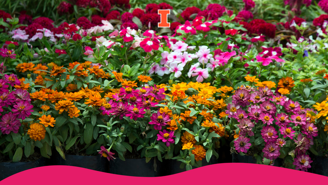 A variety of colorful flowers in flower pots.