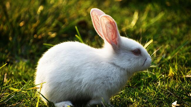 white rabbit on the ground