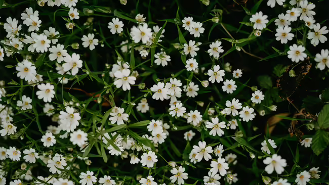 white wildflowers growing