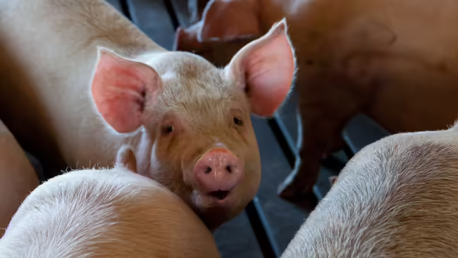 swine