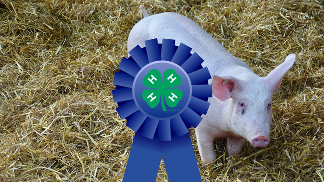 pig standing on straw, blue ribbon in the middle