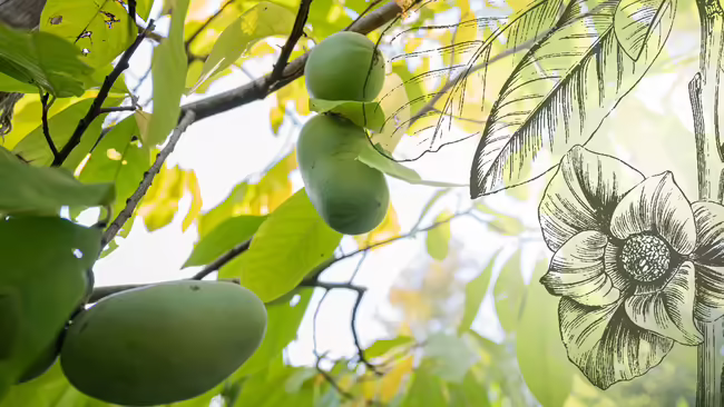 a close up of paw paw fruit hanging on branches in leaves of tree with a dark green sketch of a paw paw flower and leaf framing the photo