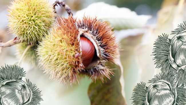 A close up of two chestnuts attached to a branch surrounded by three green outlines of chestnuts