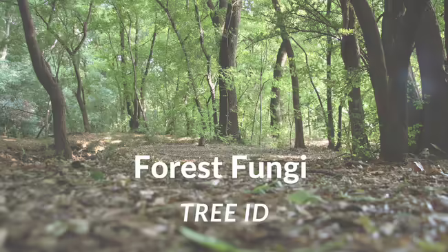 forest bed with trees