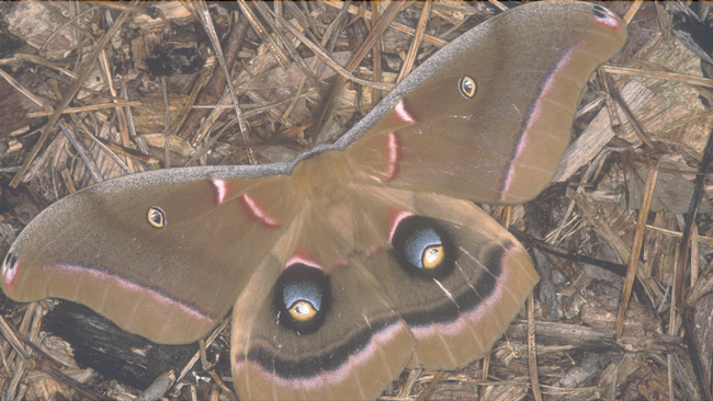 moth on forest bed