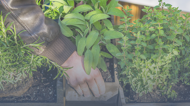 arms in a jacket extend over rosemary and lift a box of basil from a row of herbs