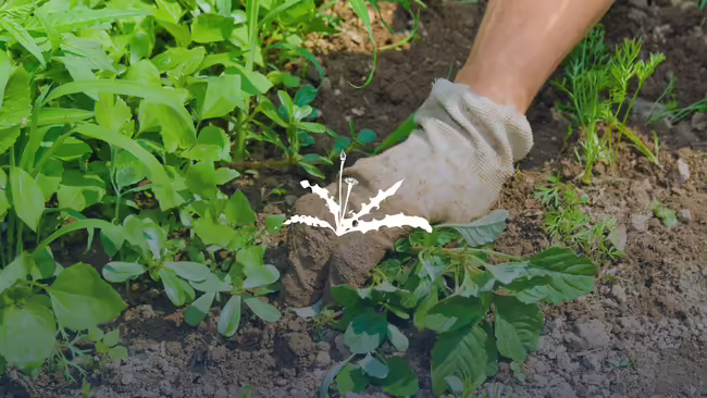 Pulling weeds in the garden.
