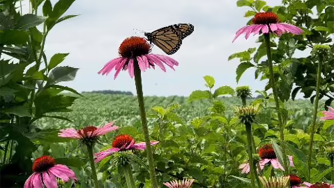 Butterfly on top of purple flower