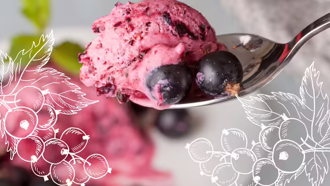 A spoonful of black currant ice cream with a bowl of ice cream as a blurred backdrop. White outlines of black currant berries and leaves are in the foreground