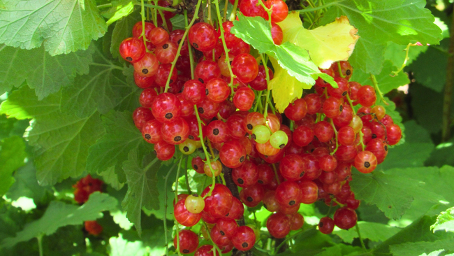 a cluster of red currants hang in green leaves