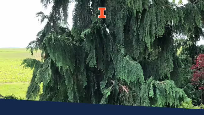 A conifer tree.