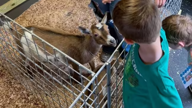 boy petting a goat at a petting zoo.