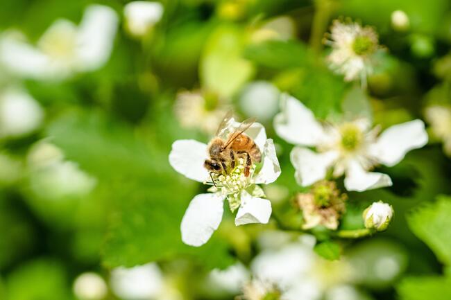 Bee on flower on tree