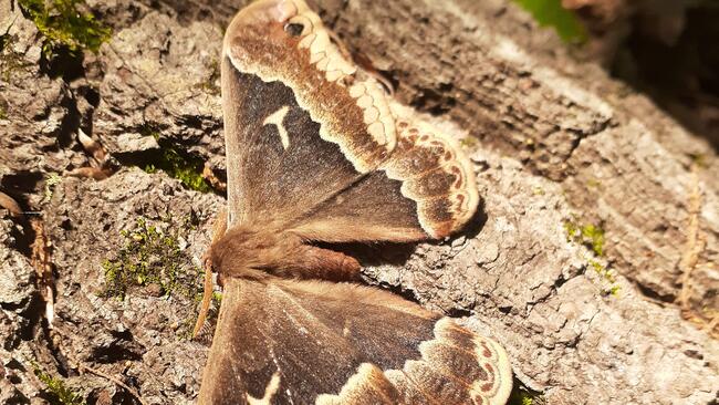 moth on log