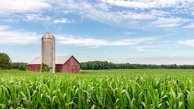 barn, silo, and corn field with a blue sky