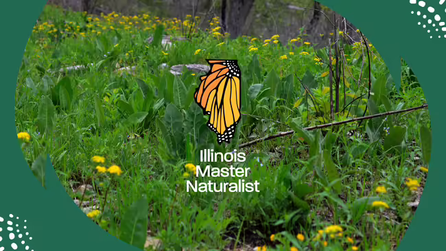 Grassy area with yellow flowers and Master Naturalist monarch logo overlay.
