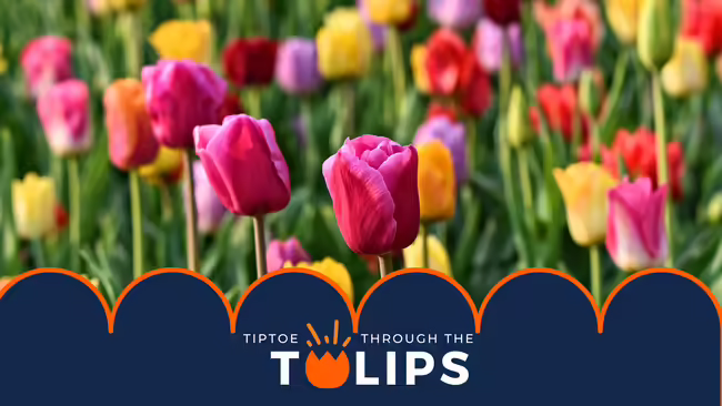 tulip background with blue ridges