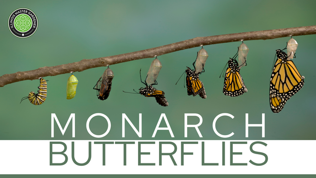 stages of a butterfly hanging on a branch with a green background