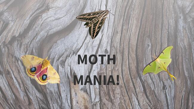 moths on tree bark