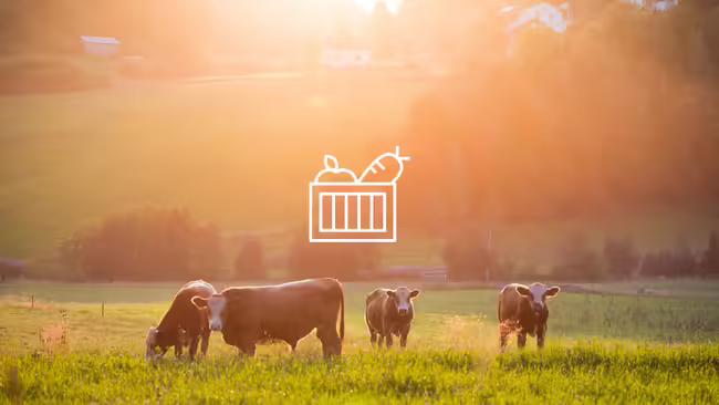 Cows grazing in the field