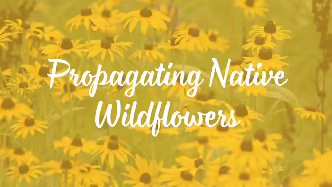 Propagating Native Wildflowers