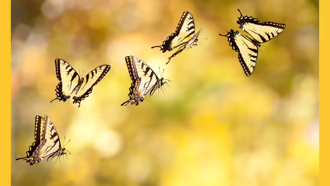 swallowtail butterflies