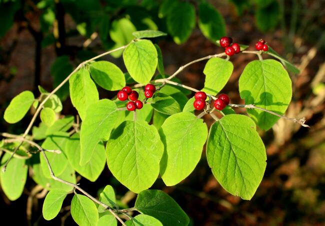 How to Identify a Tree with Red Berries  Dogwood berries, Honeysuckle  plant, Fall landscaping