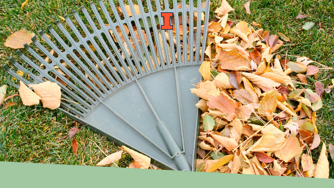 A rake laying on top of a pile of leaves.
