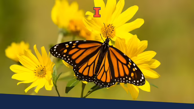 A monarch butterfly feeding from a yellow plant.