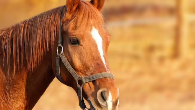 Horse in Field
