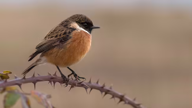 bird unsplash