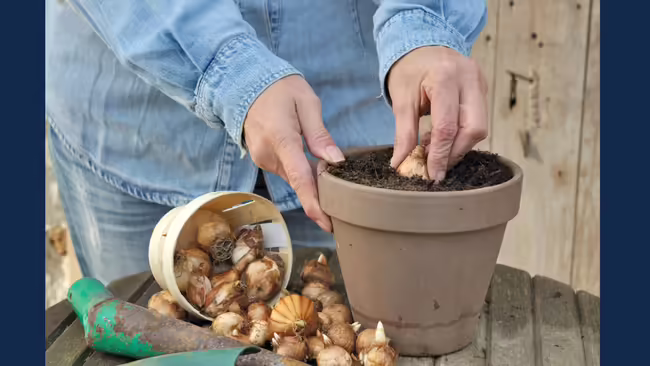woman planting a bulb