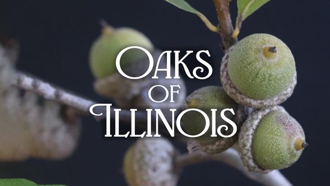oaks of illinois